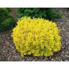 Барбарис Тунберга Эвита (Berberis thunbergii 'Evita')