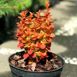 Барбарис Тунберга Оранж Альф (Berberis thunbergii 'Orange Alf')
