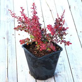 Барбарис Тунберга Розетта (Berberis thunbergii 'Rosetta')