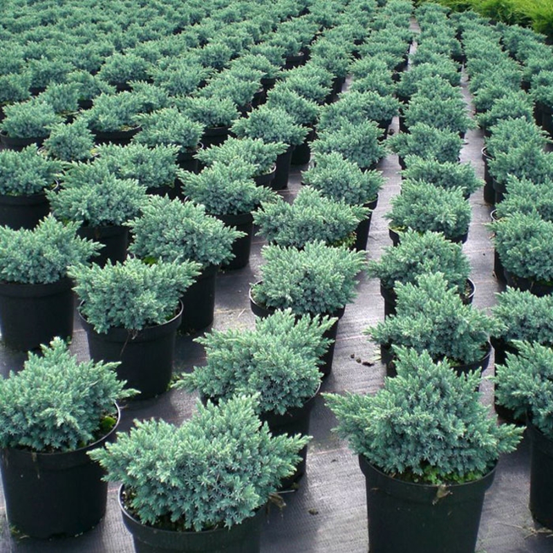 Можжевельник чешуйчатый Блю Стар (Juniperus squamata 'Blue Star')