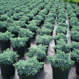 Можжевельник чешуйчатый Блю Стар (Juniperus squamata 'Blue Star')