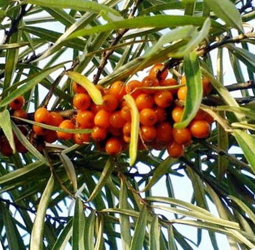 Облепиха Алей (Hippophae 'Alej') (Муж)