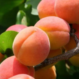 Абрикос Жигулевский Сувенир (Prunus armeniaca 'Zhigulevsky Suvenir')