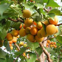 Абрикос Лель (Prunus armeniaca 'Lel')