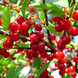 Вишня войлочная Детская (Prunus tomentosa 'Detskaya')