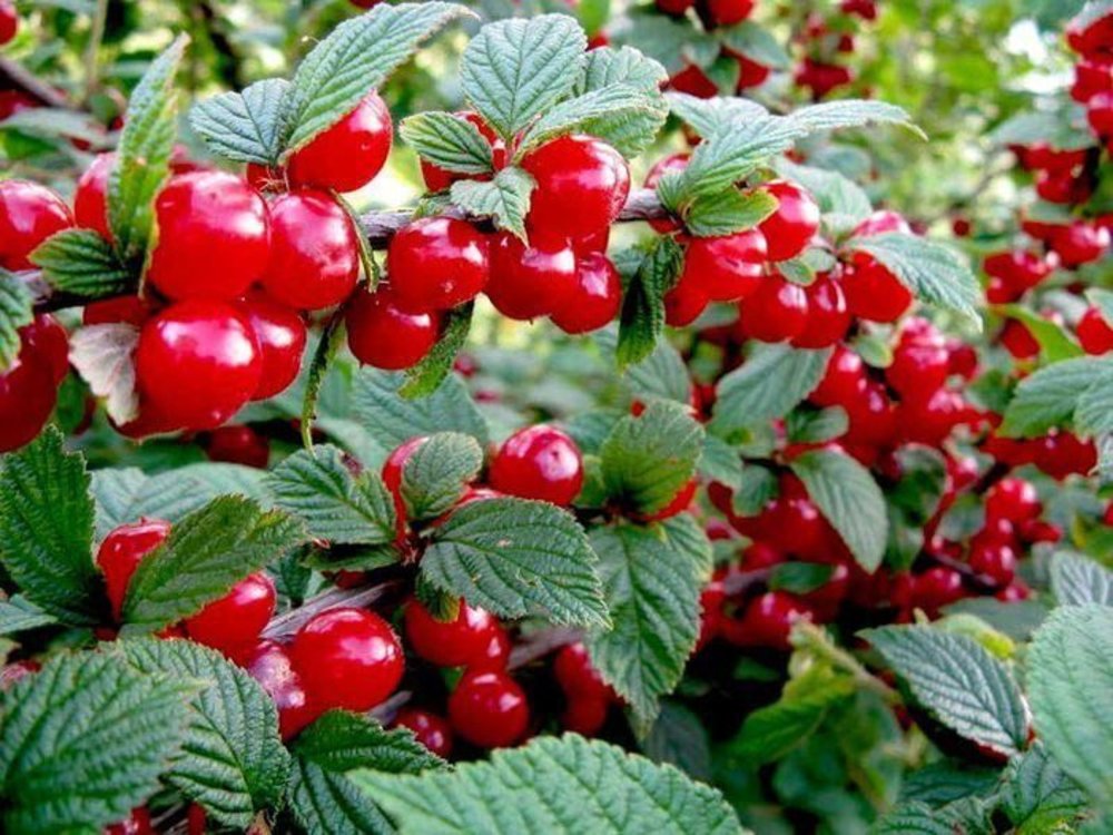 Вишня войлочная Сказка (Prunus tomentosa 'Skazka')