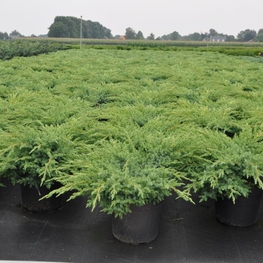 Можжевельник чешуйчатый Блю Свид (Juniperus squamata 'Blue Swede')