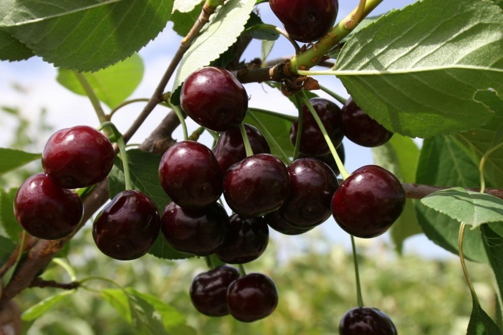 Вишня Кормилица (Prunus cerasus 'Kormilitsa') ДЮК