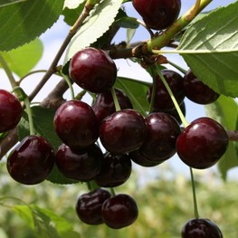 Вишня Кормилица (Prunus cerasus 'Kormilitsa') ДЮК