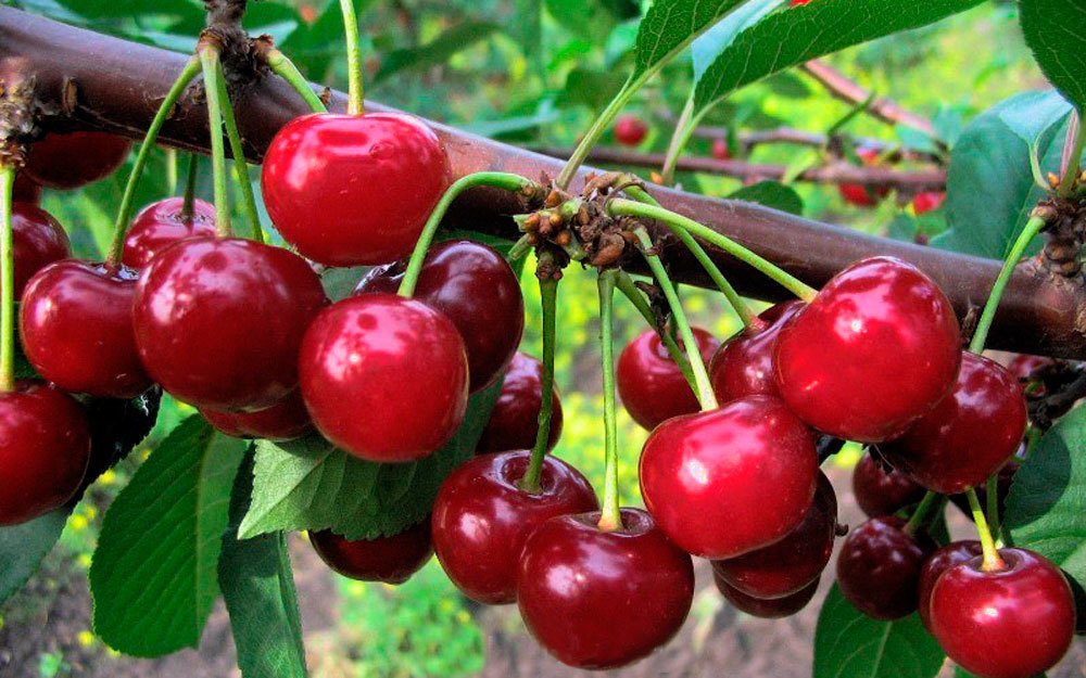 Вишня Малышка (Prunus cerasus 'Malyshka') ДЮК