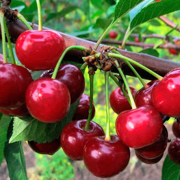 Вишня Малышка (Prunus cerasus 'Malyshka') ДЮК