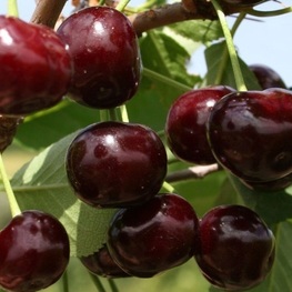 Вишня Харитоновская (Prunus cerasus 'Kharitonovskaya')