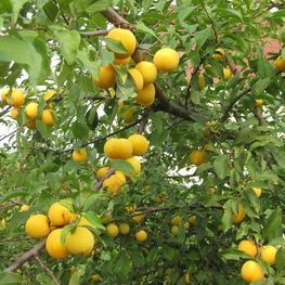 Алыча Царская (Prunus cerasifera 'Tsarskaya')