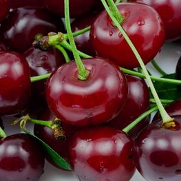 Вишня Чудо-вишня (Prunus 'Chudo-vishnya') ДЮК