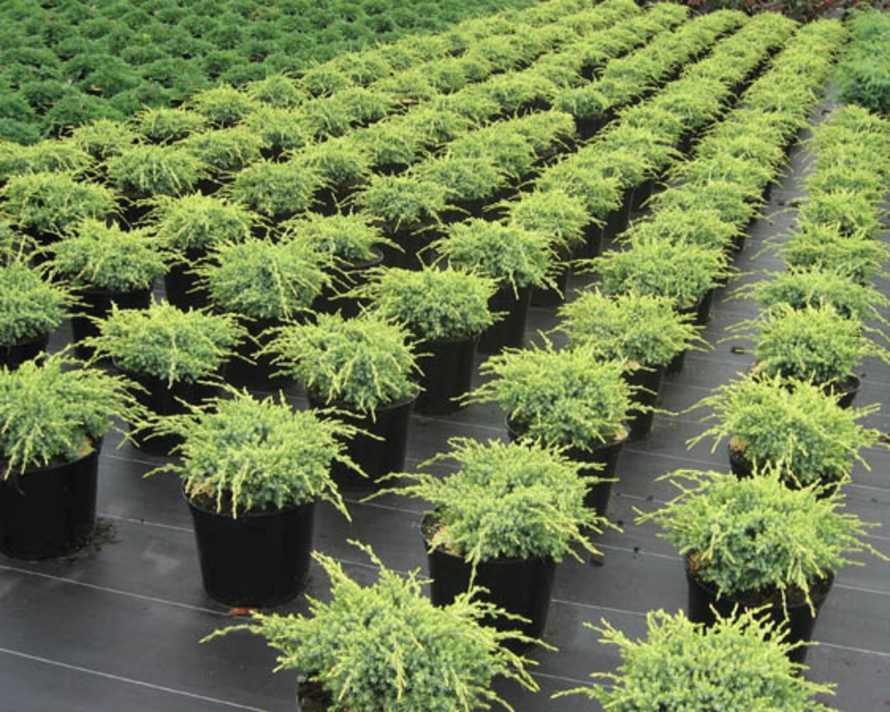 Можжевельник чешуйчатый Холгер (Juniperus squamata 'Holger')