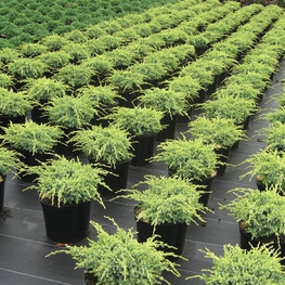 Можжевельник чешуйчатый Холгер (Juniperus squamata 'Holger')