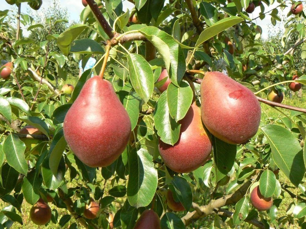 Груша Нарядная Ефимова (Pyrus communis 'Naryadnaya Efimova')