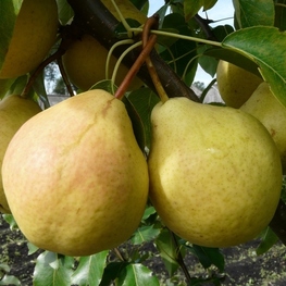 Груша Память Анзина (Pyrus communis 'Pamyat Anzina')