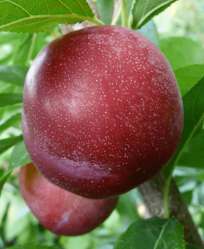 Слива китайская Аленушка (Prunus salicina 'Alenushka')