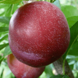 Слива китайская Аленушка (Prunus salicina 'Alenushka')