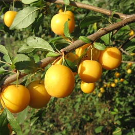 Слива Желтая ранняя (Prunus domestica 'Zheltaya Rannyaya')