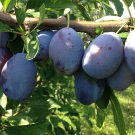 Слива домашняя Стенли (Prunus domestica 'Stanley')