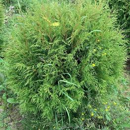 Туя западная Вудварди (Thuja occidentalis 'Woodwardii')