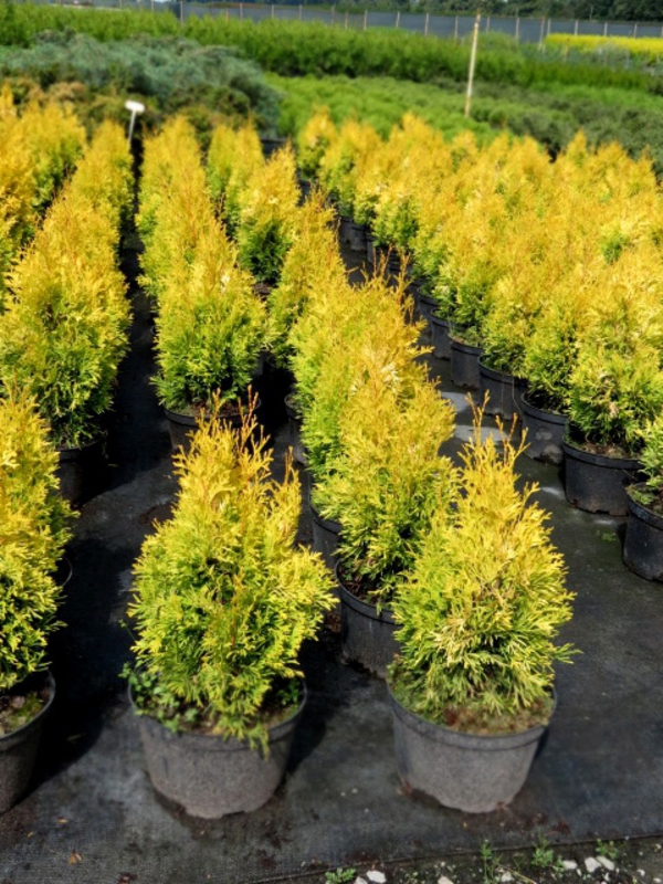 Туя западная Янтар (Thuja occidentalis 'Jantar')