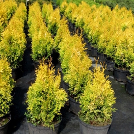 Туя западная Янтар (Thuja occidentalis 'Jantar')