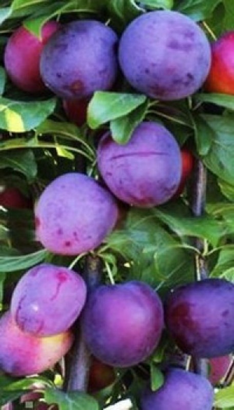 Слива колоновидная Империал (Prunus domestica 'Imperial')