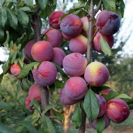 Слива колоновидная Фортуна (Prunus domestica 'Fortuna')