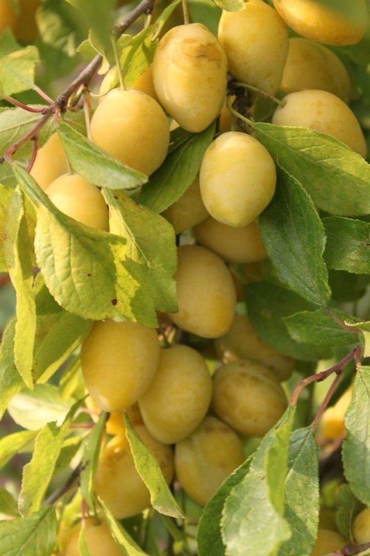 Слива колоновидная Мирабель (Prunus domestica 'Mirabelle')