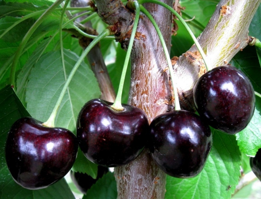 Черешня Ипуть (Prunus avium 'Iput')