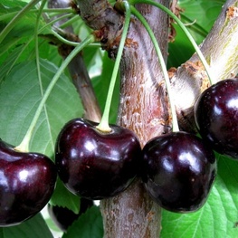 Черешня Ипуть (Prunus avium 'Iput')