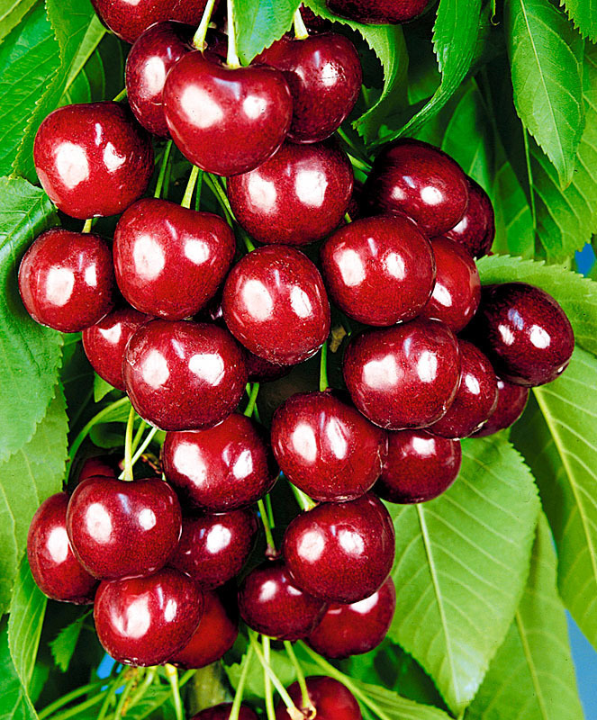 Черешня Овстуженка (Prunus avium 'Ovstuzhenka')