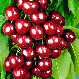 Черешня Овстуженка (Prunus avium 'Ovstuzhenka')