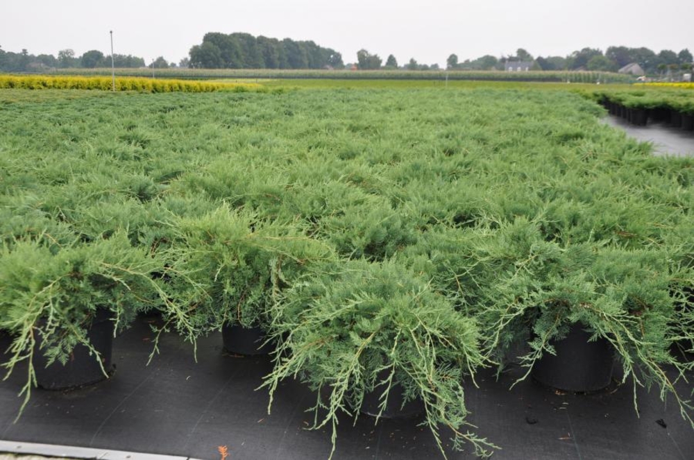 Можжевельник виргинский Грей Оул (Juniperus virginiana 'Grey Owl')
