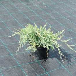 Можжевельник виргинский Грей Оул (Juniperus virginiana 'Grey Owl')