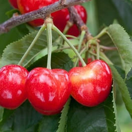 Черешня Рубиновая кубани (Prunus avium 'Rubinovaya Kubani')