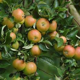 Яблоня Болотовское (Malus domestica 'Bolotovskoe')