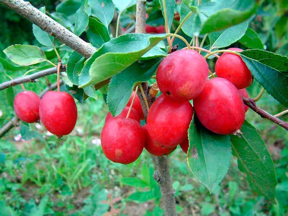 Яблоня Китайка Долго (Malus prunifolia 'Dolgo')