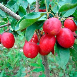 Яблоня Китайка Долго (Malus prunifolia 'Dolgo')