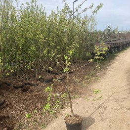 Яблоня Китайка Долго (Malus prunifolia 'Dolgo')