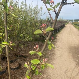 Яблоня Китайка Долго (Malus prunifolia 'Dolgo')