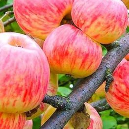 Яблоня Коричное полосатое (Malus domestica 'Korichnoe Polosatoe')