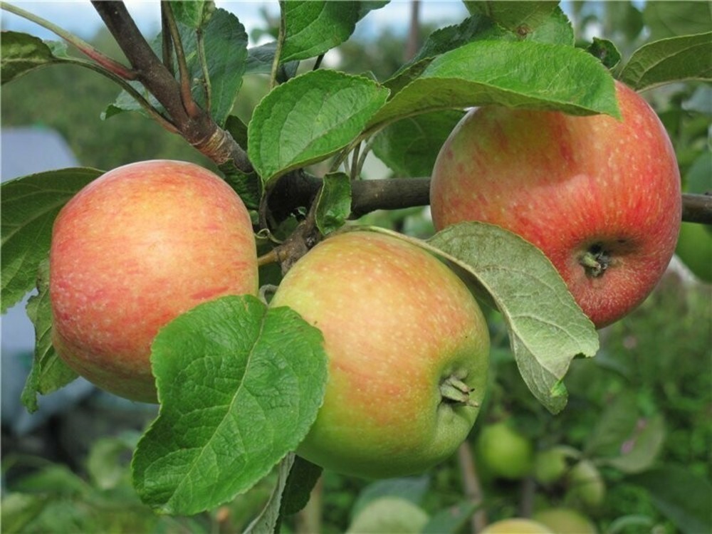 Яблоня Конфетное (Malus domestica 'Konfetnoe')