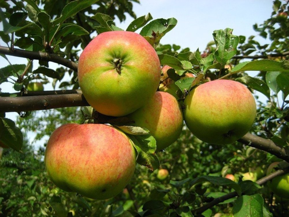 Яблоня Орловим (Malus domestica 'Orlovim')