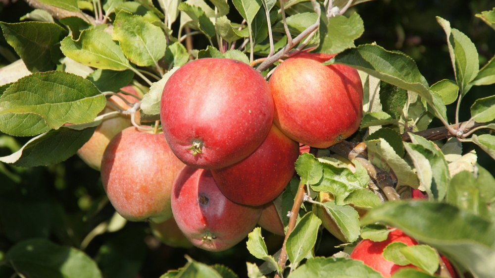 Яблоня Пепин Шафранный (Malus domestica 'Pepin Shafranniy')