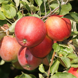 Яблоня Пепин Шафранный (Malus domestica 'Pepin Shafranniy')