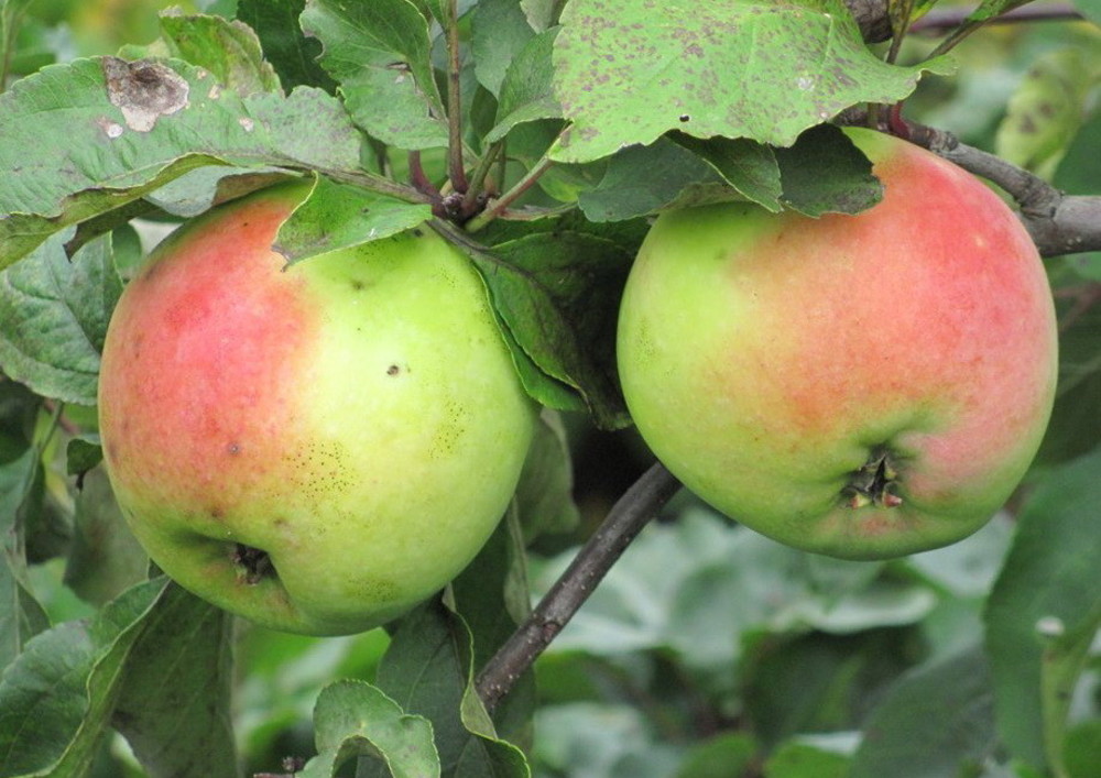 Яблоня Северный Синап (Malus domestica 'Severniy Sinap')